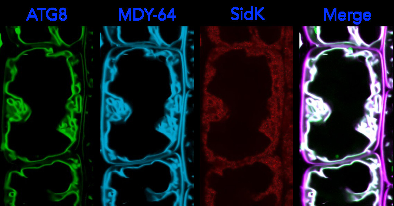ATG8ylation of the vacuolar membrane