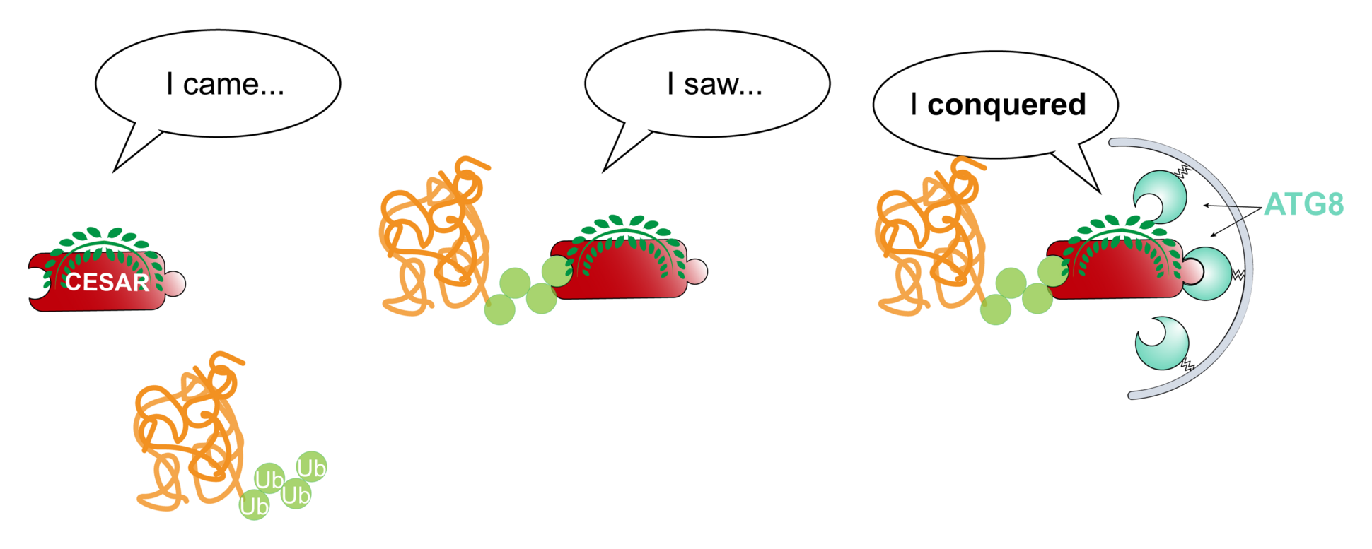 CESAR cartoon — a selective autophagy receptor (‘I came, I saw, I conquered’) recognises a ubiquitinated protein aggregate and recruits ATG8 for autophagy