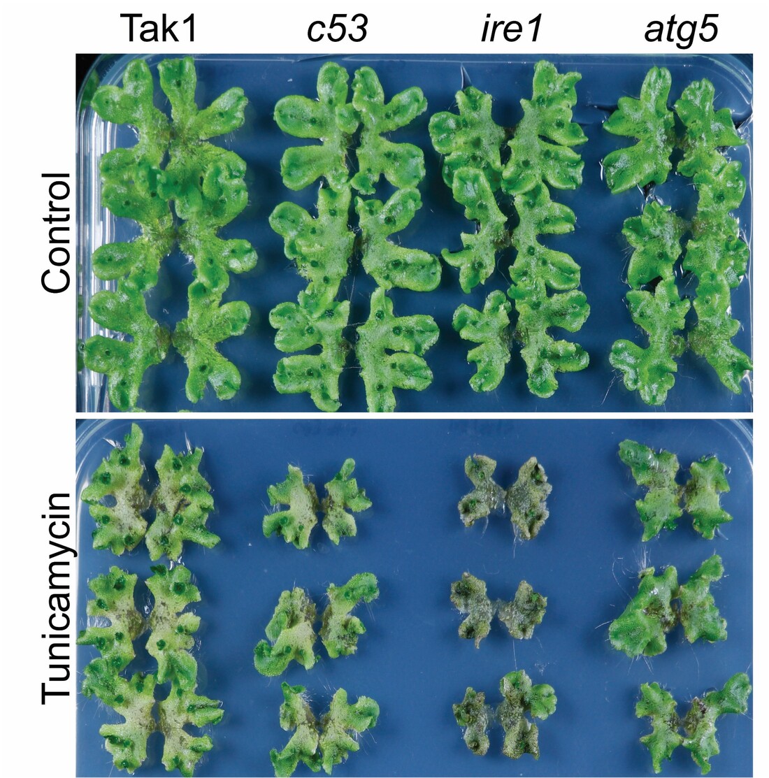 The ER-phagy receptor C53